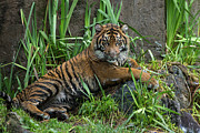 Sumatran Tiger Cub Photograph by Suzi Eszterhas Sumatran Tiger Cub Photograph by Suzi Eszterhas