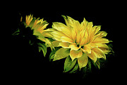 Summer Dahlia Photograph by Julie Palencia