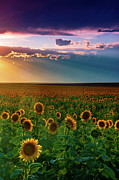 Summer Season Photograph by John De Bord