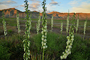 Sun Setting on Yuccas and Book Cliffs Photograph by Ray Mathis