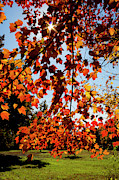Sunburst of Autumn Photograph by Denise Harty