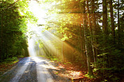 Sunflare On Road Photograph by Thomas Northcut