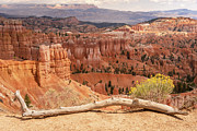 Sunrise Point  - Bryce Canyon - Utah Photograph by Debra Martz