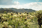 Super Bloom Cactus 7377 Photograph by Neptune Images