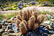 Superbloom in the Desert Photograph by Bruce Block