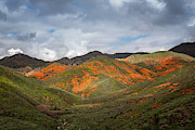 Superbloom View Photograph by Alison Frank Superbloom View Photograph by Alison Frank