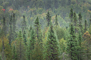 Superior National Forest I Photograph by Alan Majchrowicz