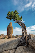 Survival Photograph by George Buxbaum Survival Photograph by George Buxbaum