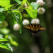 Swallowtail Butterfly Photograph by Denise Harty