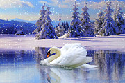 Swan Winter Mixed Media by Ata Alishahi