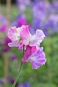 Sweet Pea Prima Ballerina Flower Portrait Photograph by Tim Gainey