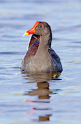 Swimming Moorhen Photograph by Mark Andrew Thomas Swimming Moorhen Photograph by Mark Andrew Thomas