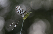 Swinging Photograph by Roelof De Hoog
