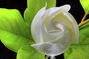 Swirling Scents Photograph by JC Findley