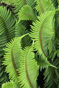 Sword Fern Frongs Photograph by Jeff Foott Sword Fern Frongs Photograph by Jeff Foott