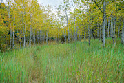 Tall Green Grass of Home Photograph by James BO Insogna