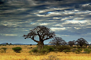 Tarangire Np Photograph by Jan Zoetekouw Photography