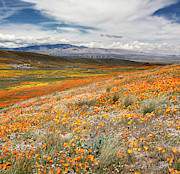 Tehachapi Pass Wind Farm Photograph by Endre Balogh Tehachapi Pass Wind Farm Photograph by Endre Balogh
