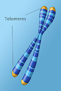 Telomeres, Illustration Photograph by Monica Schroeder Telomeres, Illustration Photograph by Monica Schroeder