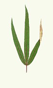 Terminalia Elegans Painting by Edward Joseph Lowe Terminalia Elegans Painting by Edward Joseph Lowe