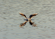 Tern wings stretched reflecting Photograph by Scott Lyons Tern wings stretched reflecting Photograph by Scott Lyons