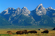 Teton Range Overlooking Bisons Grazing Photograph by John Elk Iii