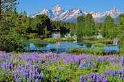 Tetons and Lupines Photograph by Greg Norrell Tetons and Lupines Photograph by Greg Norrell