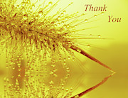 Thank You card Reflections Photograph by Louise Lindsay