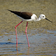 The Black-winged Stilt Photograph by Sapiens Verbum The Black-winged Stilt Photograph by Sapiens Verbum