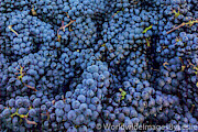 A Zillion grapes now that's alot Photograph by Leslie Struxness A Zillion grapes now that's alot Photograph by Leslie Struxness