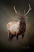 The Bull Elk Photograph by Randall Allen