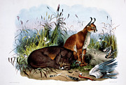 The Caracal (felis Caracal) By Elliot Painting by Academy Of Natural Sciences