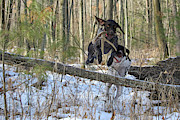 The Chase is On Photograph by Brook Burling