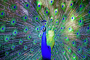 The Colorful World of the Peacock Photograph by Mark Andrew Thomas The Colorful World of the Peacock Photograph by Mark Andrew Thomas