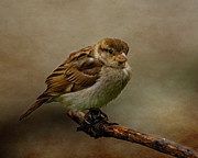 The Fledgeling Photograph by Cathy Kovarik The Fledgeling Photograph by Cathy Kovarik