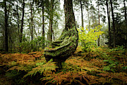 The Funny Tree Photograph by David Morefield The Funny Tree Photograph by David Morefield