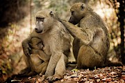 The heart of jungle Photograph by Robert Grac The heart of jungle Photograph by Robert Grac