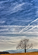 Lonely Tree in the Sky Photograph by Bernd Laeschke