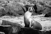 The King Photograph by Becqi Sherman