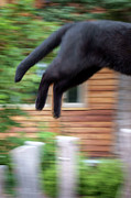 The Leaping Cat Photograph by Mary Lee Dereske