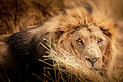 The Lion King Photograph by Francesco Riccardo Iacomino
