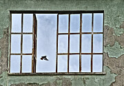 The Little Bird Photograph by Pier Giorgio Franco