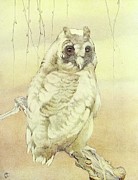 The Long-eared Owl Painting by Edward Julius Detmold