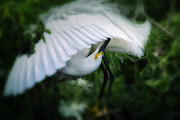 The Nature Of Beauty Photograph by Mary Lou Chmura
