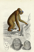 The Orangutan, Engraved By Paquien Drawing by Edouard Travies