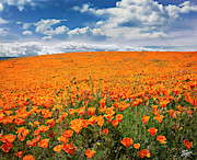 The Poppy Field Photograph by Endre Balogh The Poppy Field Photograph by Endre Balogh