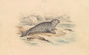 The Ringed Seal, James Stewart Drawing by Artokoloro