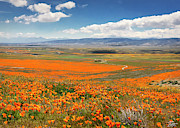 The Road Through The Poppies 1 Photograph by Endre Balogh The Road Through The Poppies 1 Photograph by Endre Balogh