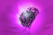 The soul of a windflower Photograph by Usha Peddamatham
