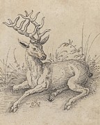 The Stag Drawing by Jost Amman The Stag Drawing by Jost Amman